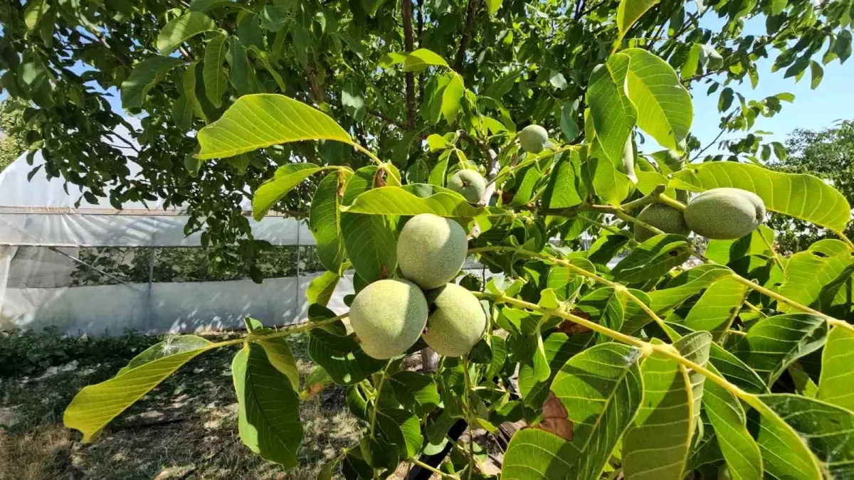 Adilcevaz’da Ceviz Rekoltesi Rekor Bekliyor