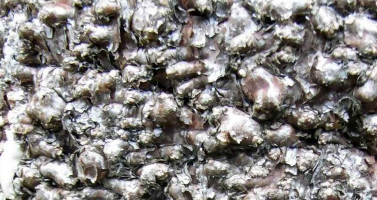Dünyanın en gizli ağacı: Yeri sır gibi saklanıyor sadece 45 tane kaldı