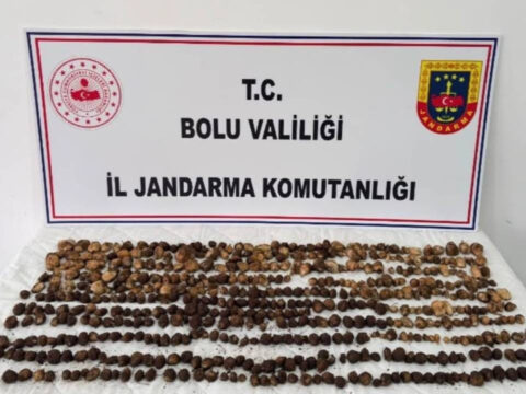 Yabani salep topladılar servet gibi ceza yediler!
