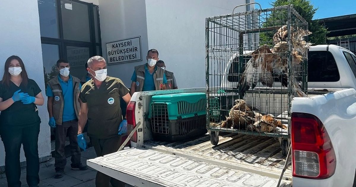 Kayseri buyuksehir 35 yaban kusunu dogaya kazandirdi Ty6htmB9
